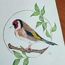 Jilguero. Traditional illustration, Painting, Watercolor Painting, Botanical Illustration, Naturalistic Illustration, and Decorative Painting project by virtu sanchez - 01.30.2023