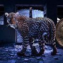 My project for course: Secrets of Photomontage and Creative Retouching. Un projet de Photographie, Postproduction photographique, VFX, Retouche photographique, Photographie artistique, Composition photographique , et Photomontage de Edan Jacobie - 29.12.2022