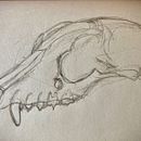 Anatomical Sketches. Sketching project by Dr. Jerry McNally - 08.01.2021