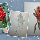 My project for course: Botanical Sketchbooking: A Meditative Approach. Projekt z dziedziny Trad, c, jna ilustracja, Sketching,  R, sunek, Malowanie akwarelą, R, sunek botaniczn i Sketchbook użytkownika Cynthia Xu - 04.02.2023