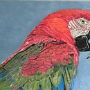 Pastel drawing of a parrot. Drawing project by Jill Partington - 02.04.2023