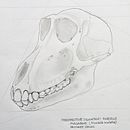 Rhesus Macaque Monkey Skull: 3-Point Perspective Illustration. Un projet de Beaux Arts, Dessin au cra, on, Dessin, Dessin réaliste , et Dessin anatomique de Brad Atchison - 07.02.2023