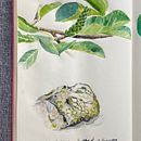 My project for course: Illustrated Travel Sketchbook: Recording Nature. Pencil Drawing, Drawing, Watercolor Painting, Sketchbook, and Naturalistic Illustration project by inesanna - 02.03.2023