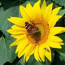 Beginning landscape and macro. Un proyecto de Fotografía de Lisa Heston - 07.02.2023