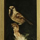 My project for course: Classical Oil Painting for Naturalist Bird Portraiture Ein Projekt aus dem Bereich Bildende Künste, Malerei, Ölmalerei und Naturalistische Illustration von Emília Varga - 08.02.2023