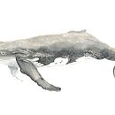 My project for course: Naturalist Illustration Techniques: Whales in Watercolor. Un projet de Beaux Arts, Peinture, Aquarelle et Illustration naturaliste de sandralenore - 27.10.2022