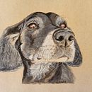 Pet portrait 'Chloe'. Projekt z dziedziny Trad, c, jna ilustracja i  Sztuki piękne użytkownika suemackenzie186 - 08.02.2023