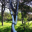 arbol. Un projet de  de firmo marcos escariz - 12.02.2023