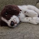 English Springer Spaniel. Knitting project by handknithugs - 02.14.2023