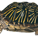 Western Box Turtle. Un proyecto de Ilustración tradicional de sc24155 - 14.02.2023