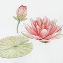 Il mio progetto del corso: Illustrazione della natura con acquerelli e penne. Un proyecto de Ilustración tradicional, Bellas Artes, Pintura, Dibujo, Pintura a la acuarela e Ilustración botánica de Giorgia Volpe - 16.02.2023