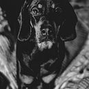 Mój projekt z kursu: Fotografia lifestylowa psów. Photograph, Portrait Photograph, Instagram Photograph, Documentar, Photograph, Lifest, and le Photograph project by Magdalena Zagóra - 02.16.2023