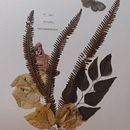 Meu projeto do curso: Técnicas básicas para prensar flores e plantas. Fine Arts, Collage, Floral, and Plant Design project by Cecília Pederzoli - 02.20.2023