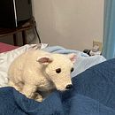 My project for course: Knitting Realistic Stuffed Animals: Make a Puppy from Yarn. Fiber Arts, DIY, Knitting, and Textile Design project by catdragon62 - 02.21.2023