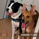 Mis Perretes (Guardería para perros). Een project van  Ontwerp,  Reclame, Instagram, Marketing voor Instagram,  Br e ing en identiteit van Alba Rodríguez Pardo - 01.06.2022