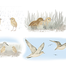 Red-necked stints: A journey's beginning. Un progetto di Illustrazione tradizionale, Character design, Pittura e Scrittura di Victoria Dixon - 23.02.2023