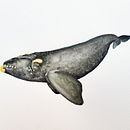 Projekt: Naturalistische Illustrationstechniken: Aquarellwale Ein Projekt aus dem Bereich Aquarellmalerei und Naturalistische Illustration von _katerine - 22.02.2023