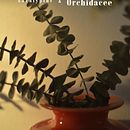 Eucalyptus & Orchidacee . % Irene tarafından hazırlanan Fotoğrafçılık projesi - 09.30.2021