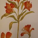Mi proyecto del curso: Acuarela botánica: ilustra la anatomía de las flores. Un proyecto de Ilustración tradicional, Bellas Artes, Pintura, Dibujo, Pintura a la acuarela e Ilustración botánica de Paula FERREYRA - 25.02.2023