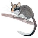 Il mio progetto del corso: Illustrazione scientifica di animali ad acquerello. Un proyecto de Ilustración tradicional, Pintura a la acuarela, Dibujo realista e Ilustración naturalista				 de Giorgia Volpe - 25.02.2023