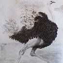 My project for course: Animal Illustration with Charcoal and Ink . % Talia Brenner tarafından hazırlanan Güzel sanatlar, Çizim, Mürekkep İllüstras, onu, Doğalcı İllüstras, Ve on projesi - 02.27.2023