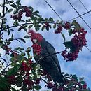 My project for course: Illustrating Nature: A Creative Exploration. Traditional illustration, Painting, Drawing, Watercolor Painting, Ink Illustration, and Naturalistic Illustration project by deirdreward04 - 03.05.2023