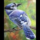 Blue Jay . Un projet de Illustration traditionnelle de Nicole Cormier - 07.03.2023