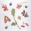 Botanical watercolour paintings. Traditional illustration, and Watercolor Painting project by Penny Brown - 03.09.2023