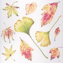 Botanical coloured pencil paintings. Traditional illustration project by Penny Brown - 03.09.2023