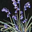 Botanical collages. Collage project by Penny Brown - 03.09.2023