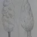 Esbossos arbres  Ein Projekt aus dem Bereich Traditionelle Illustration von Nerea Iznájar Blázquez - 09.03.2023