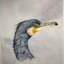 My project for course: Naturalist Bird Illustration with Watercolors . Ilustrație tradițională, Pictură în acuarelă, Desen realist & Ilustrație naturalistă de Jan Wilman - 03.10.2023