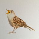 Cucarachero - Ave colombiana  . Pictură în acuarelă & Ilustrație botanică de Lina Esmeralda del Castillo - 10.10.2020