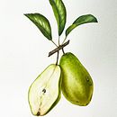 My project for course: Realistic Botanical Illustration: Escape to Nature. Un progetto di Pittura, Pittura ad acquerello, Illustrazione botanica e Illustrazione naturalistica di iguzelika - 17.03.2023