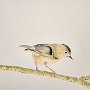 My project for course: Watercolor Wildlife in Positive and Negative. Een project van Traditionele illustratie,  Beeldende kunst, Schilderij,  Tekening, Aquarelschilderen,  Botanische illustratie y Naturalistische illustratie van sarinakonradsdal - 20.03.2023
