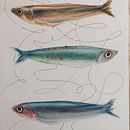 Il mio progetto del corso: Illustrazione di universi marini ad acquerello. Un proyecto de Ilustración tradicional, Pintura, Pintura a la acuarela e Ilustración naturalista				 de supersilvia74 - 21.03.2023