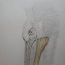 Mein Abschlussprojekt für den Kurs: Realistische Tierporträts mit Bleistift. Un proyecto de Ilustración tradicional, Dibujo a lápiz, Dibujo e Ilustración naturalista				 de angela_slama - 22.03.2023