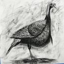 My project for course: Animal Illustration with Charcoal and Ink. Un proyecto de Bellas Artes, Dibujo, Ilustración con tinta e Ilustración naturalista				 de mikeramsey - 25.03.2023