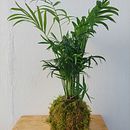 My project for course: Kokedamas: Create Natural Moss Pots . Een project van Craft, Interieurontwerp, L, scaping,  Interieurdecoratie, DIY y Bloem- en plantenschikken van alinacoroian - 26.03.2023
