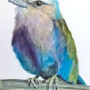 Mi proyecto del curso: Acuarela artística para ilustración de aves. Ilustração tradicional, Pintura em aquarela, Desenho realista e Ilustração naturalista projeto de María Fernanda Rivera Lozano - 29.03.2023