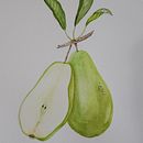 Mon projet du cours : Illustration botanique réaliste : évadez-vous dans la nature Ein Projekt aus dem Bereich Malerei, Aquarellmalerei, Botanische Illustration und Naturalistische Illustration von ketterercecile - 30.03.2023