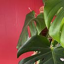 Fête des couleurs  . Desain Interior proyek oleh Carolina CHAPPE - 04.01.2023