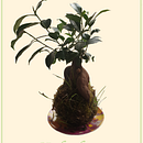 Kokedamas: Create Natural Moss Pots . Een project van Craft, Interieurontwerp, Landscaping,  Interieurdecoratie, DIY y Bloem- en plantenschikken van florine_bm - 18.05.2023