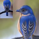 Pájaro Azul. Un proyecto de Ilustración tradicional, Ilustración digital e Ilustración naturalista				 de Rebeca Arriaga - 30.03.2023