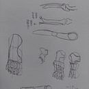 Mi proyecto del curso: Dibujo anatómico de extremidades, manos y pies Ein Projekt aus dem Bereich Bildende Künste, Skizzenentwurf, Bleistiftzeichnung, Zeichnung, Porträtzeichnung, Realistische Zeichnung, Artistische Zeichnung, Sketchbook, Anatomische Zeichnung und Illustration mit Tinte von Luis Rosero - 04.04.2023