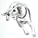 My project for course: Animal Illustration with Charcoal and Ink. Een project van  Beeldende kunst,  Tekening,  Illustratie met inkt y Naturalistische illustratie van Cathy Mullaly - 05.04.2023