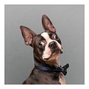 Atos es un Boston Terrier curioso. Een project van Fotografie, Portretfotografie, Studiofotografie,  Documentairefotografie, Retoucheren van foto's, Digitale fotografie y Commerciële fotografie van Santiago Flórez - 28.02.2023