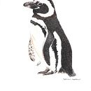 Pingüino de Magallanes Spheniscus magellanicus. Un progetto di Illustrazione tradizionale di danielazambranoalvarez - 05.04.2023