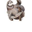 Oso perezoso. Un progetto di Illustrazione tradizionale di danielazambranoalvarez - 05.04.2023