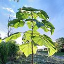 Pranchas de surf ocas em madeira: plantio da árvore, colheita da madeira, design da prancha, fabricação e surf  Ein Projekt aus dem Bereich Möbeldesign und - bau, Produktdesign, Digitales Marketing, Tischlerei und Marketing für Instagram von Murilo Rocha Boghossian - 06.04.2023